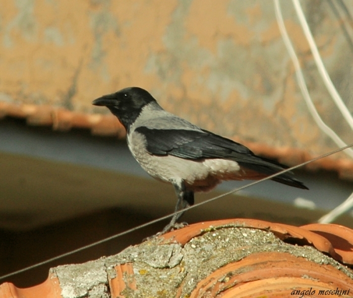 Cornacchia grigia - Corvus corone cornix